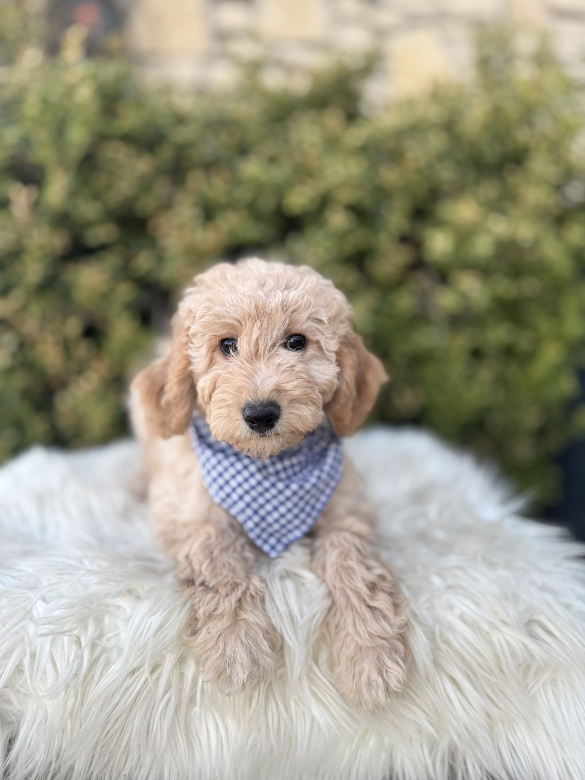 Blue Checkered Boy- English Cream Micro Mini F1B