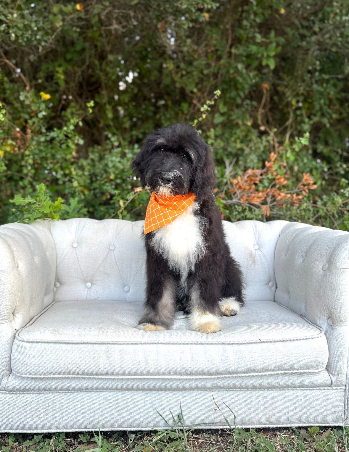 Orange Bernedoodle Boy- Standard F1