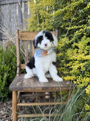 Blue Sheepadoodle Boy- Standard F1