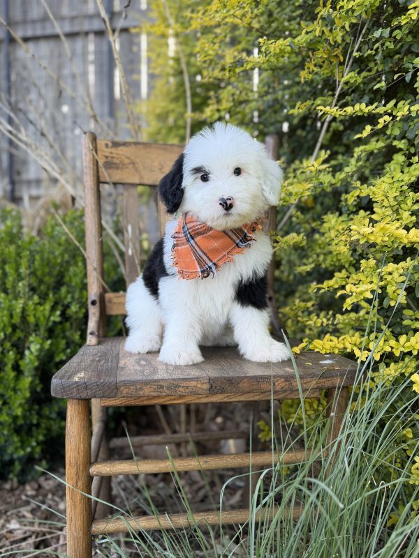 Orange Sheepadoodle Boy- Standard F1