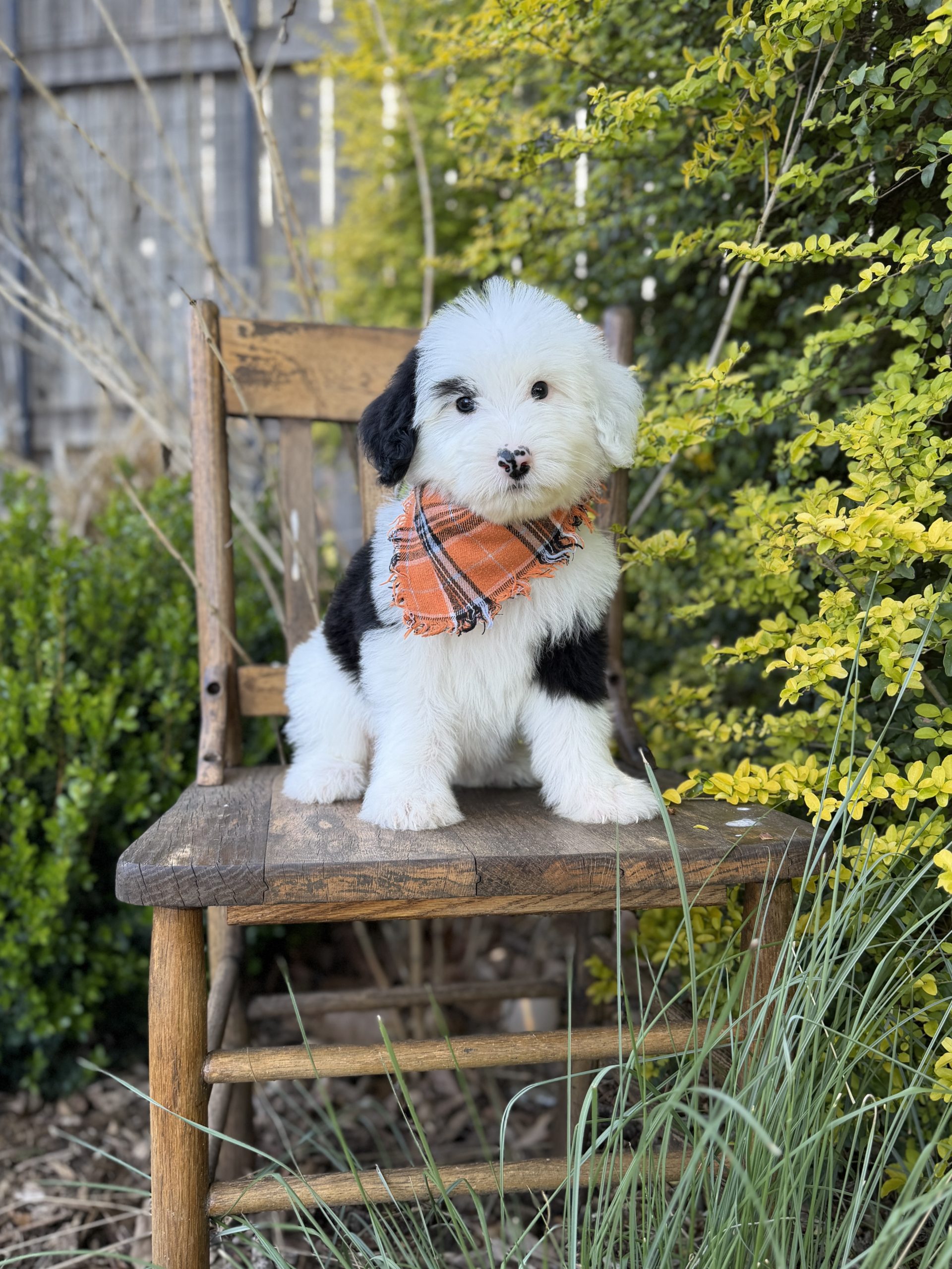 Orange Sheepadoodle Boy- Standard F1