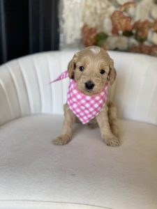 Pink Checkered Girl - Medium F1 English Cream