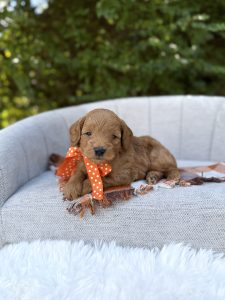 Orange Bow Boy - Micro Mini F1B
