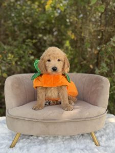 Pumpkin Boy- Mini F1B