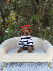 Paris Boy Puppy- Mini F1B