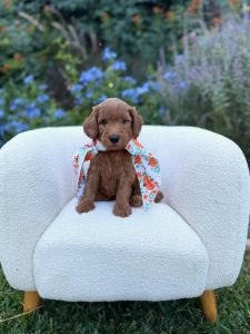 Pumpkin Scarf Boy - Micro Mini F1B