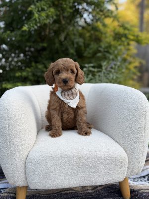 Pumpkin Boy - Micro Mini F1B