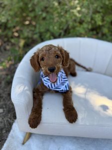 Blue Bandana Boy- Mini F1B