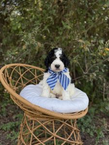 Blue Tie Boy- Mini F1B Bernedoodle