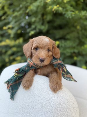 Green Plaid Boy - Micro Mini F1B