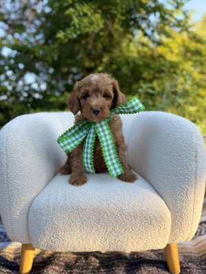 Green Bow Boy - Micro Mini F1B