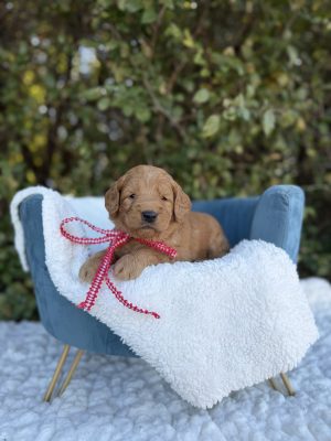 Red Bow Boy - Medium F1