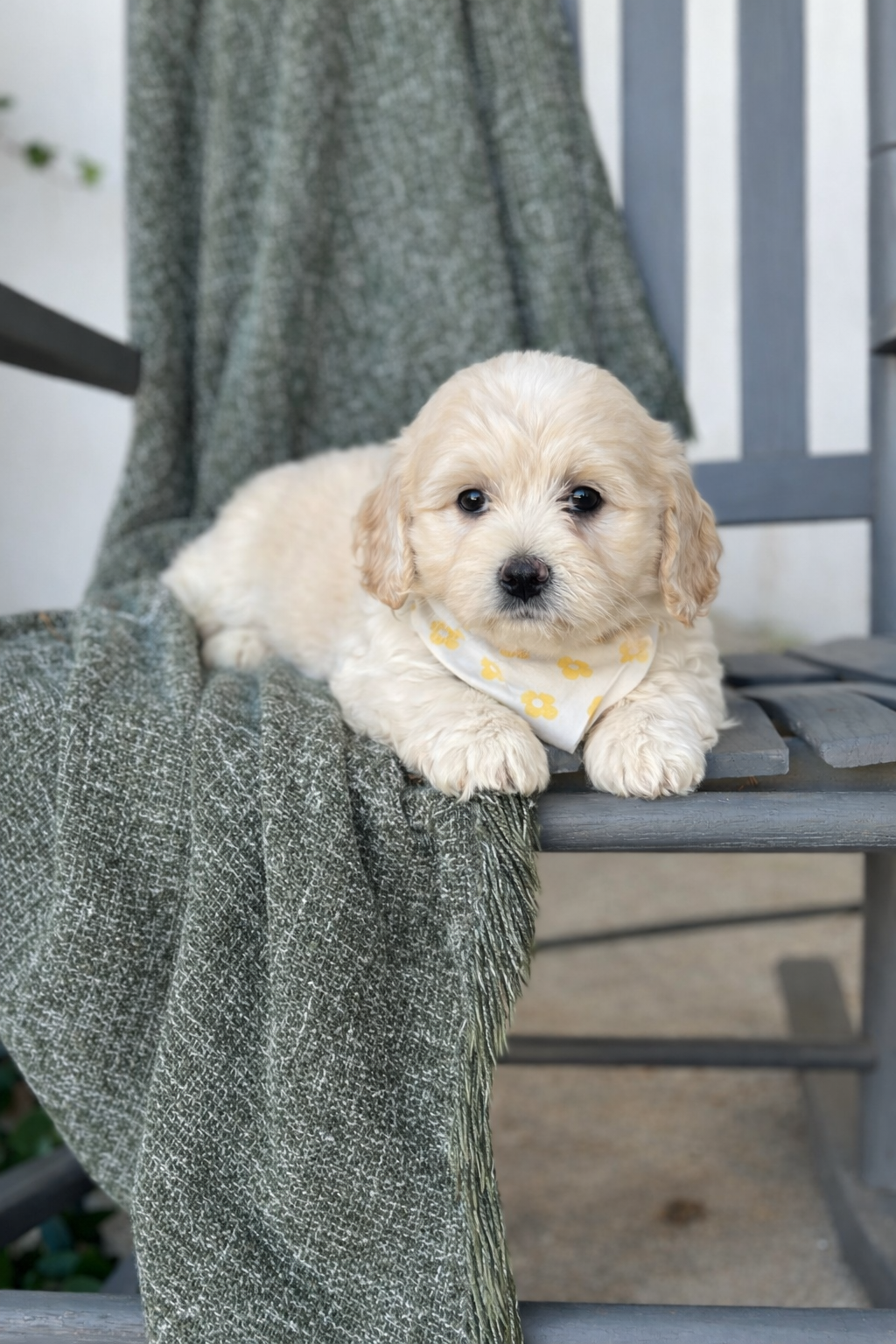 Yellow Flower Girl- English Cream Mini F1
