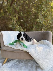 Kelly Green Boy- Mini F1B Sheepadoodle