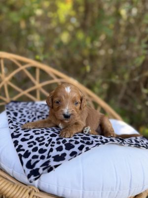 Leopard Girl - Micro Mini F1B