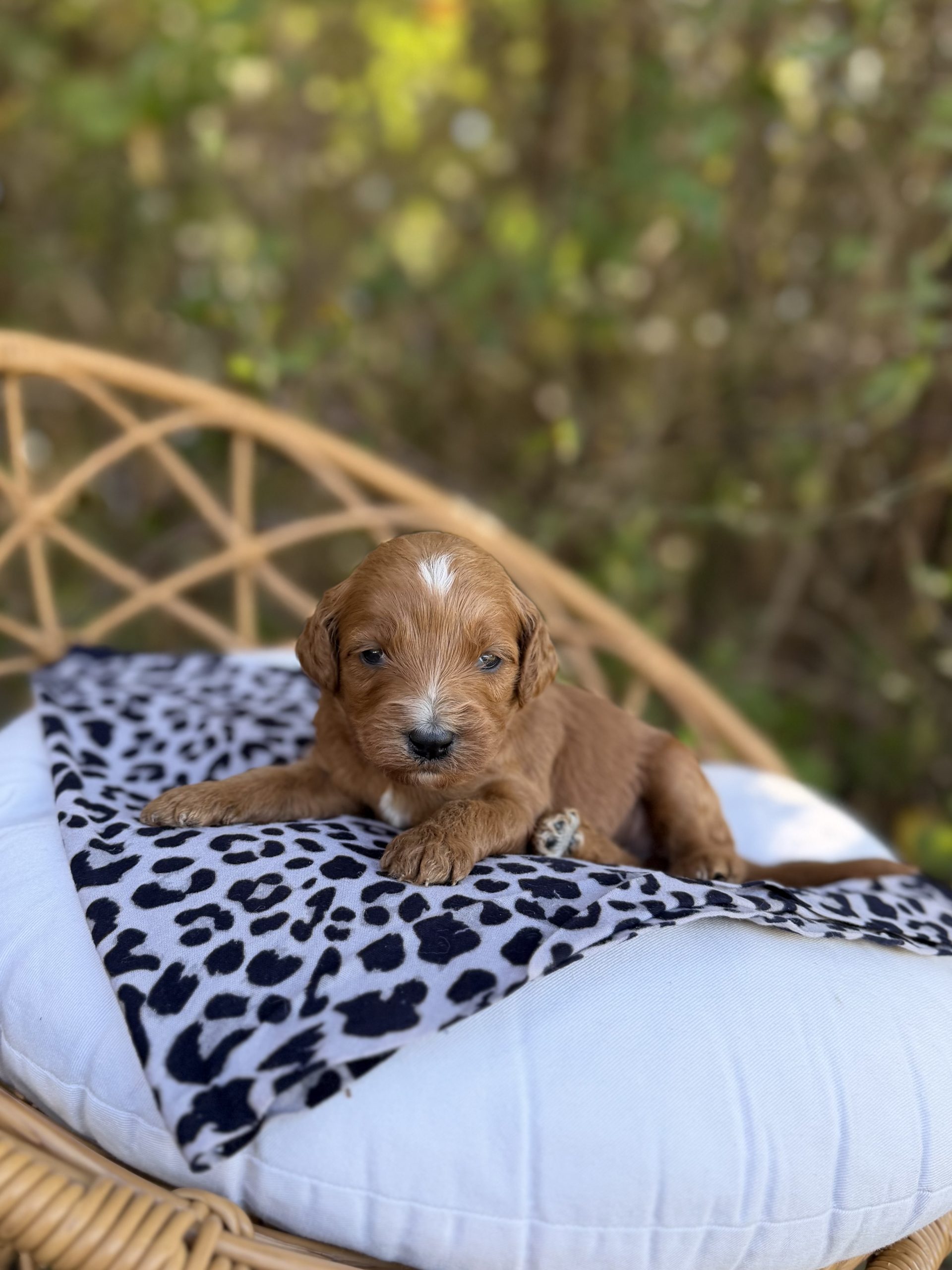 Leopard Girl - Micro Mini F1B