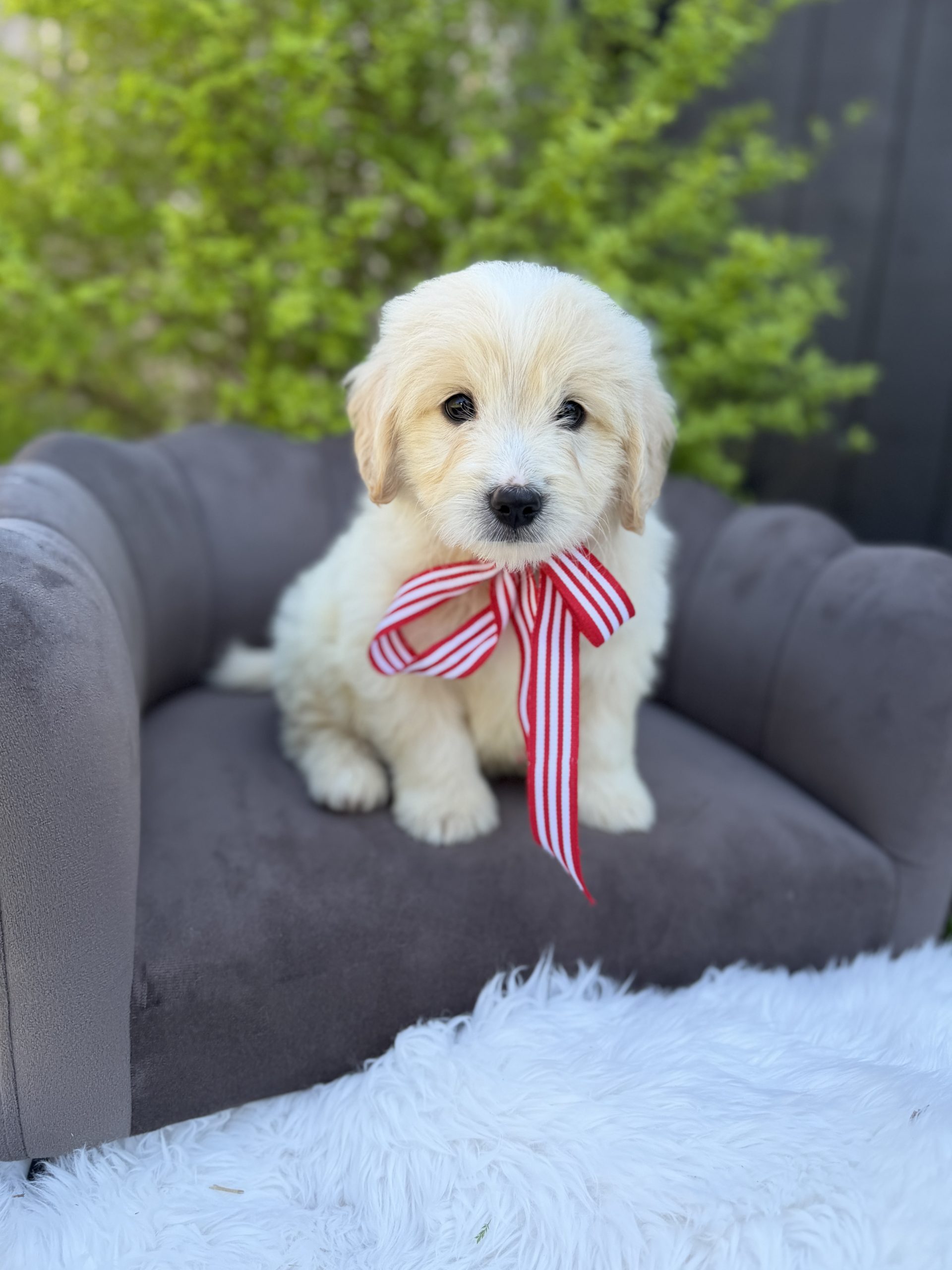 Red Stripes Boy- English Cream Mini F1