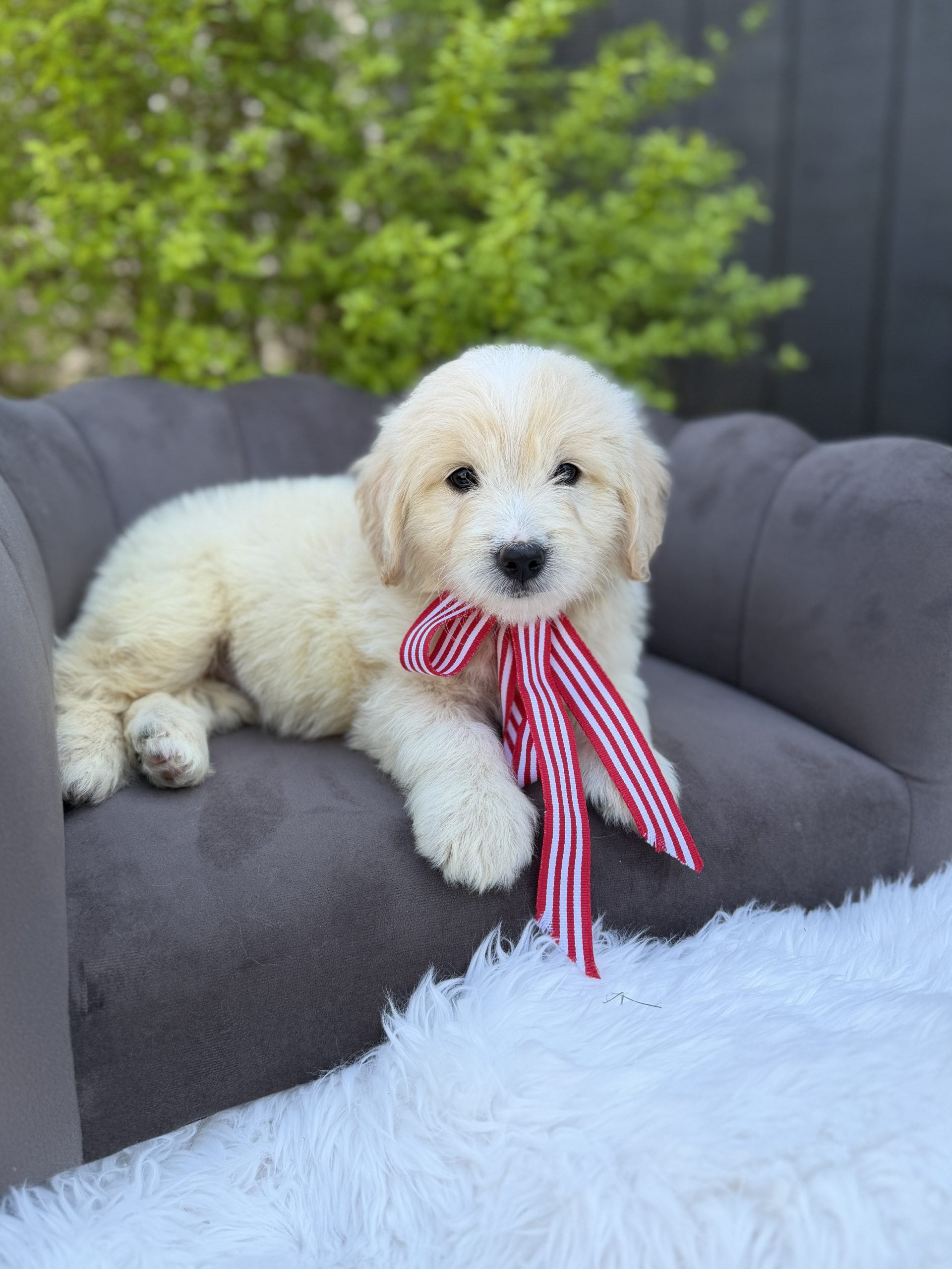 Red Stripes Boy- English Cream Mini F1 - Image 2