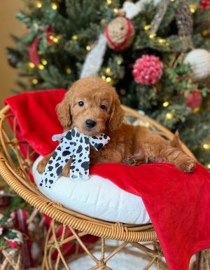 Black & White Bow Boy- English Cream Mini F1B