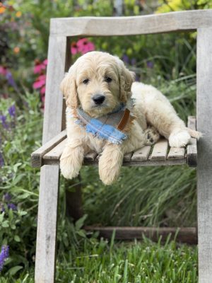 Light Blue Boy- Standard F1 English Cream