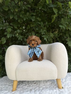 Blue Checkered Bow Boy- Micro Mini F1B