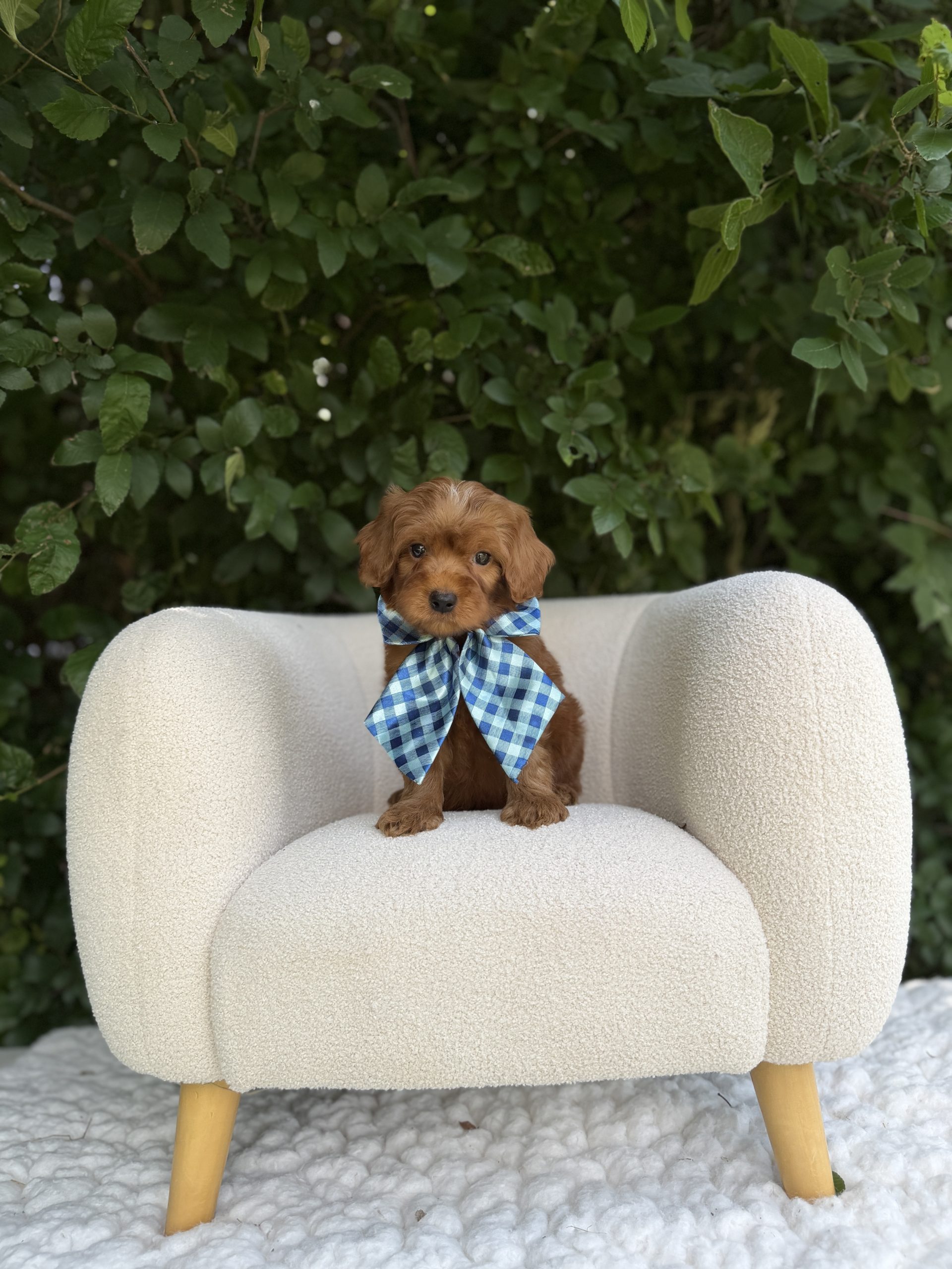 Blue Checkered Bow Boy- Micro Mini F1B