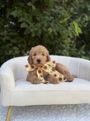 Sunflower Girl- English Cream Medium F1