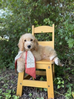 Red Scarf Girl- English Cream Mini F1B
