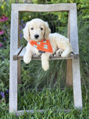 Orange Bandana Boy- Standard F1 English Cream