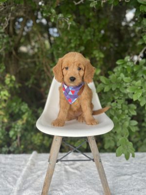 Purple Bandana Girl- English Cream Medium F1