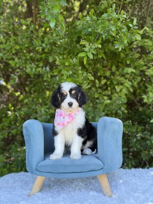 Light Pink Bernedoodle Girl-  Medium F1 Bernedoodle
