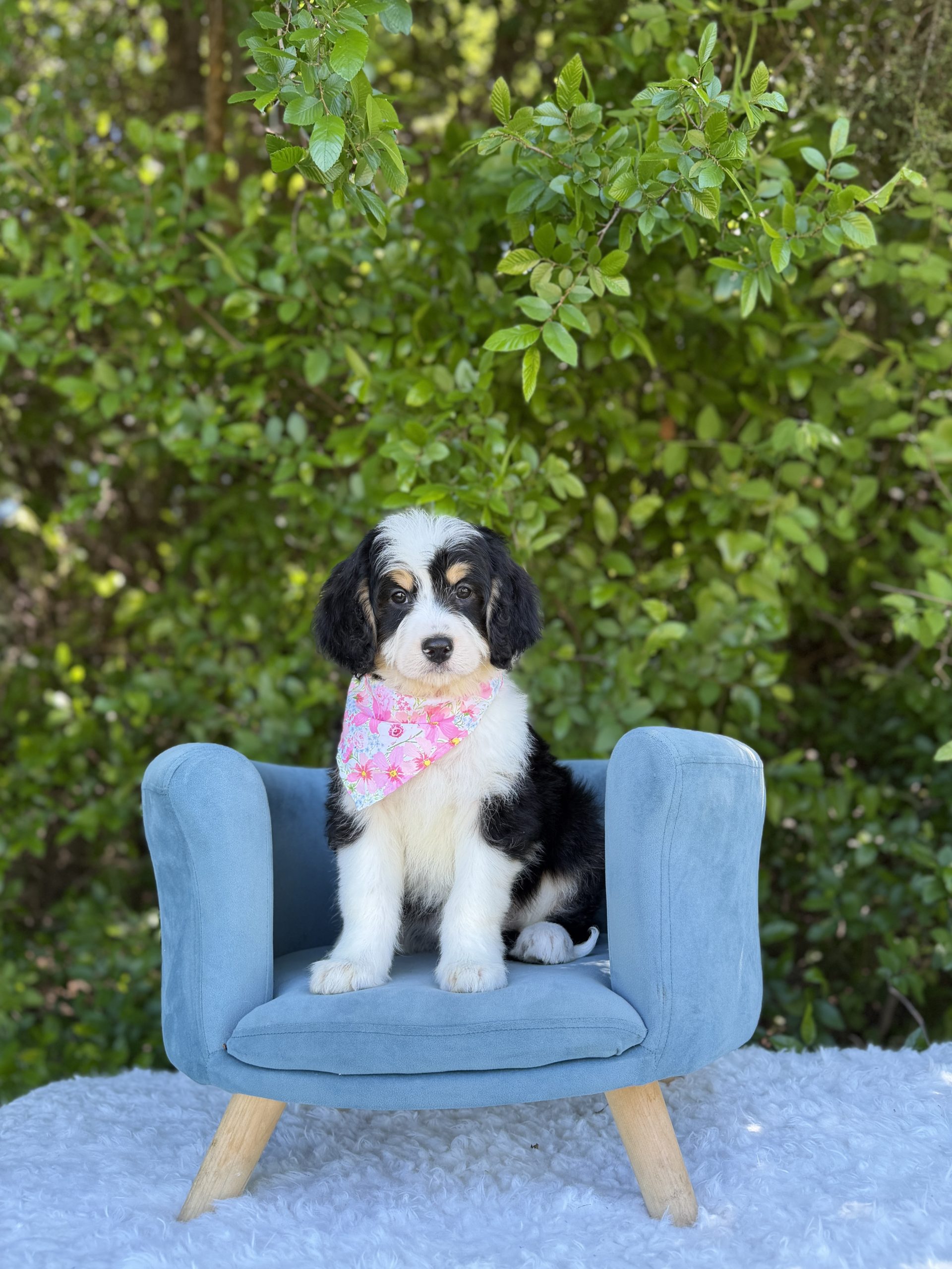 Light Pink Bernedoodle Girl-  Medium F1 Bernedoodle