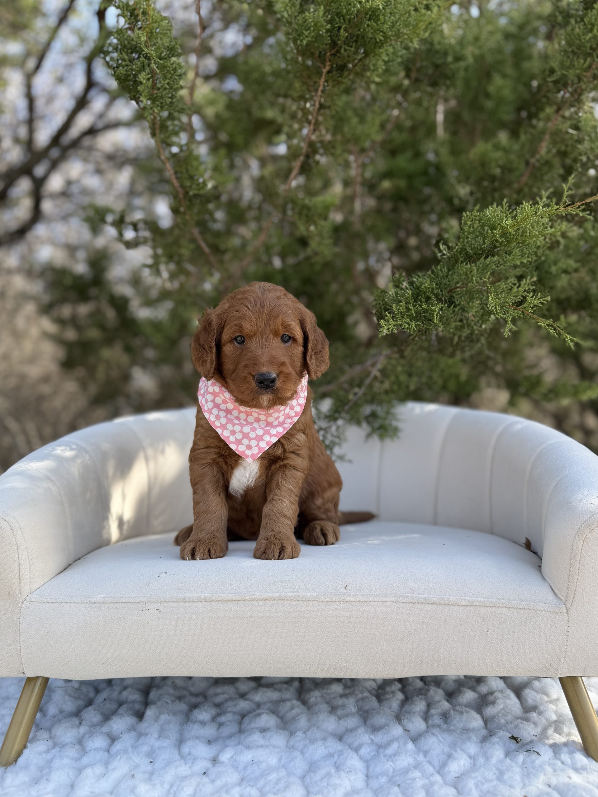 Light Pink Girl - Standard F1