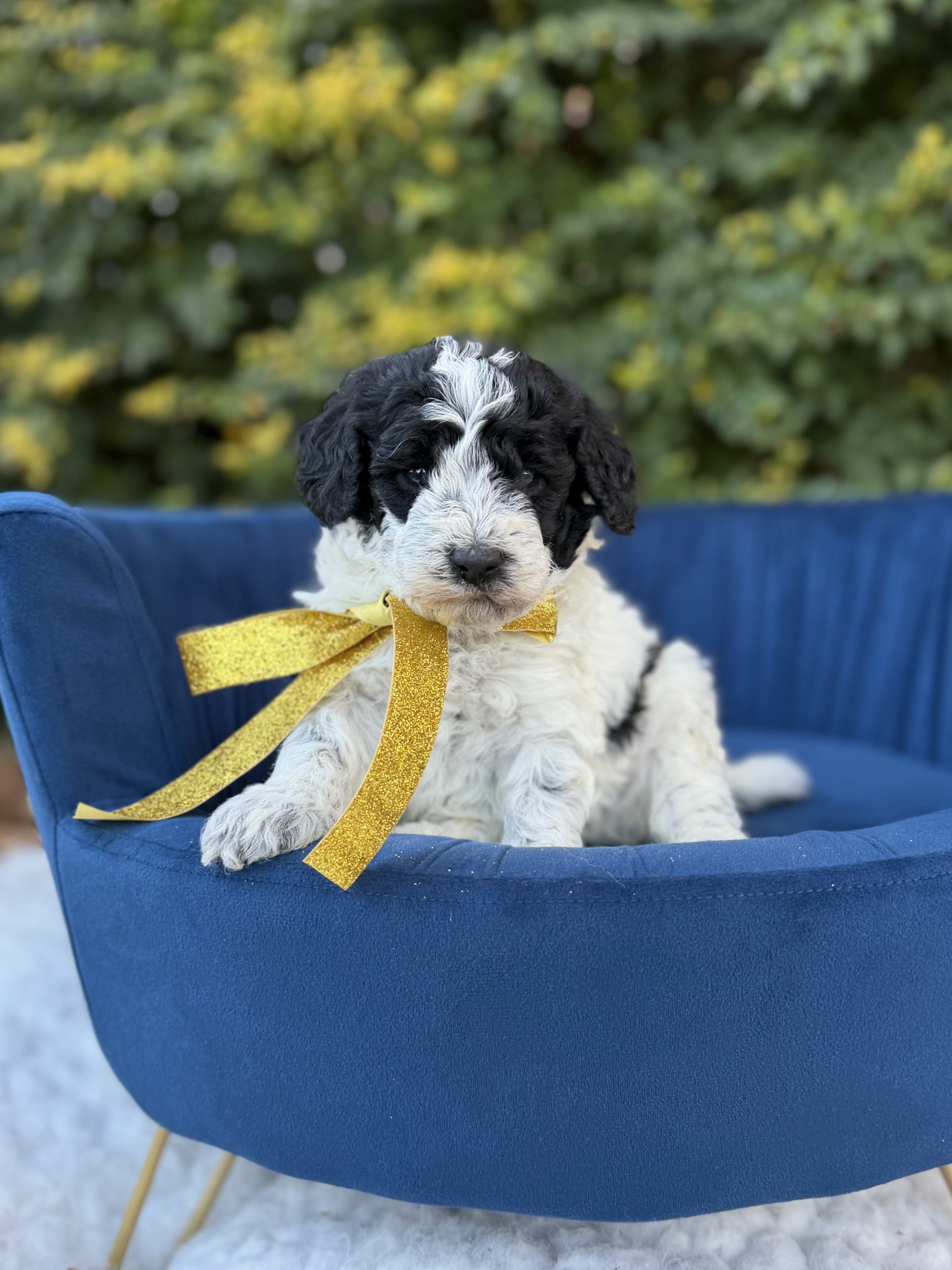 Yellow Sheepadoodle Girl- Mini F1B Sheepadoodle