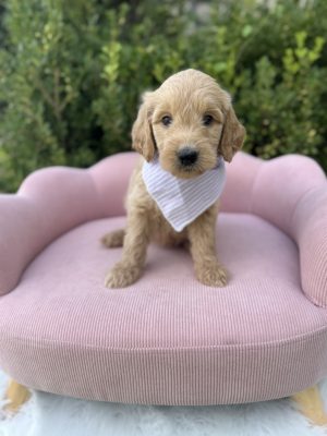 Lilac Bandana Girl- Standard F1 English Cream