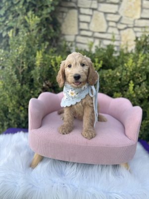 Light Blue Bandana Girl- Standard F1 English Cream