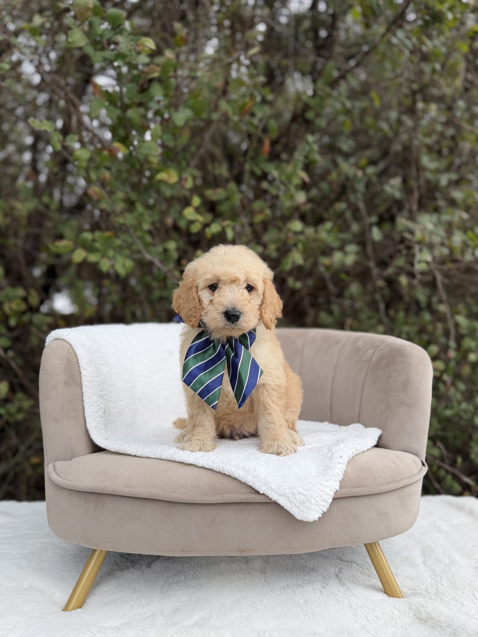 Green & Navy Bow Boy- Mini F1 English Cream