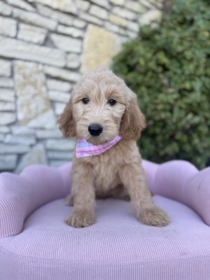 Pink & Blue Bandana Girl- Standard F1 English Cream