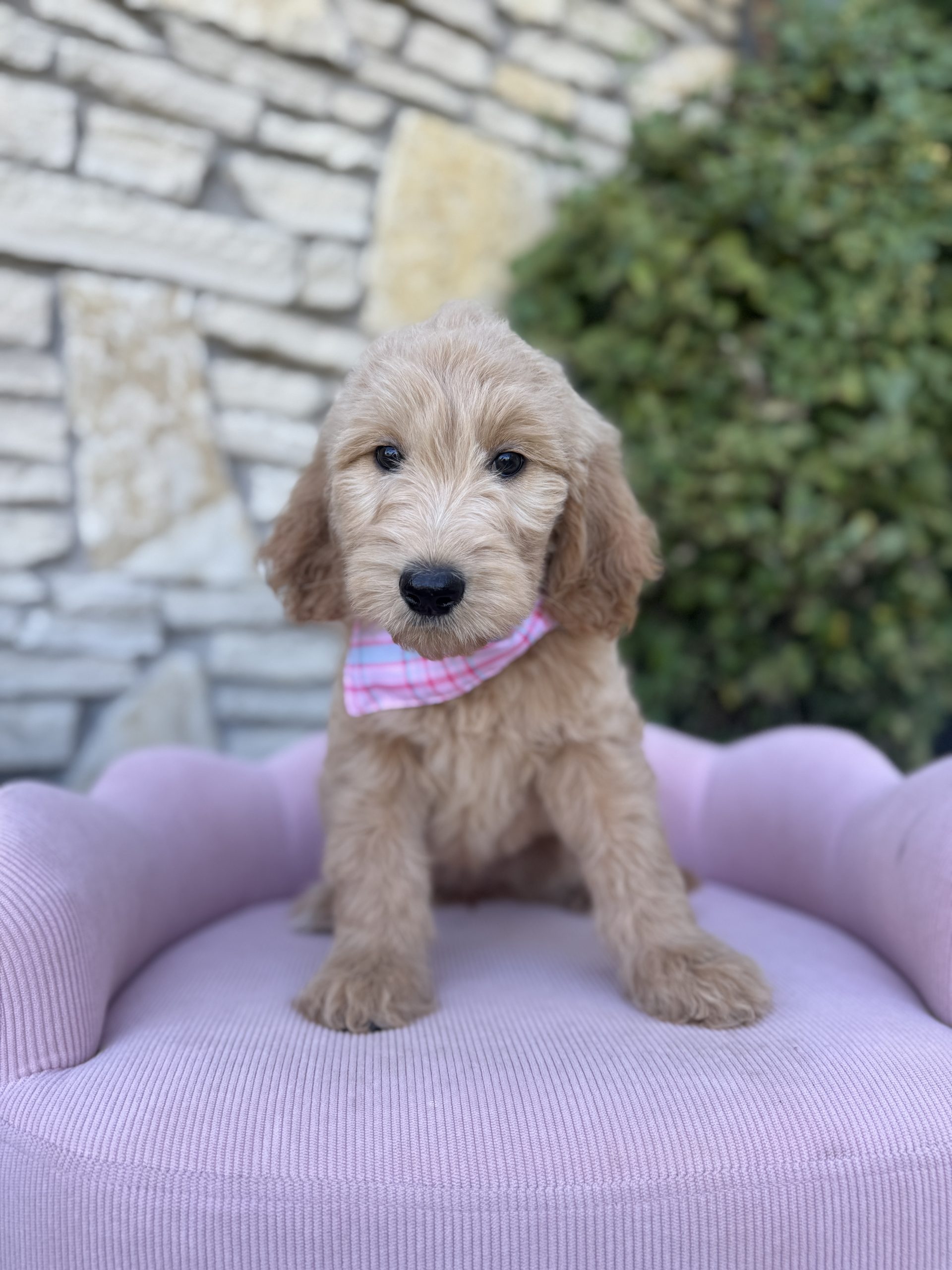 Pink & Blue Bandana Girl- Standard F1 English Cream