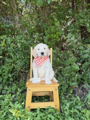 Orange Checkered Bandana Boy- Standard F1 English Cream