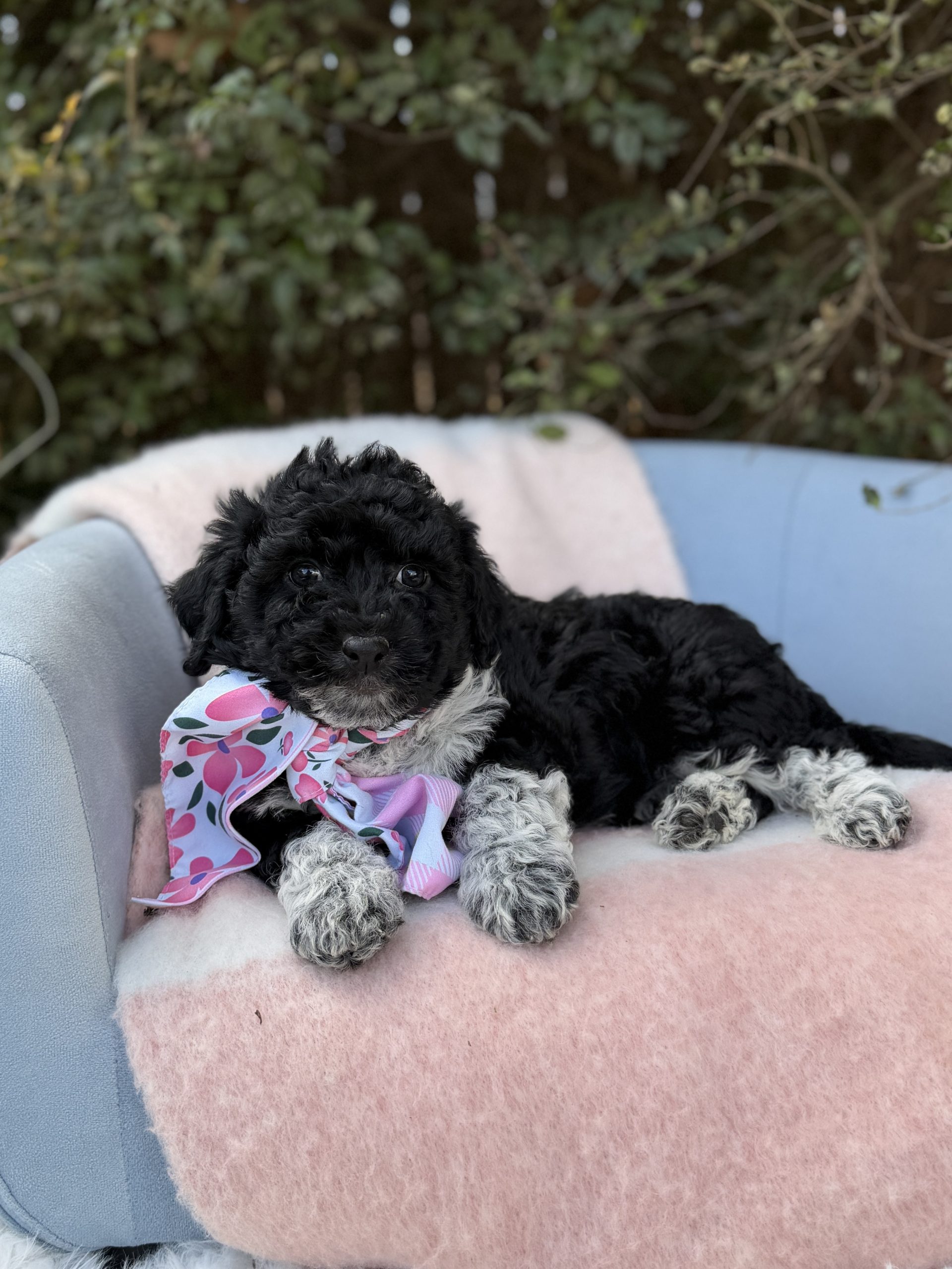 Pink Sheepadoodle Girl- Mini F1B Sheepadoodle