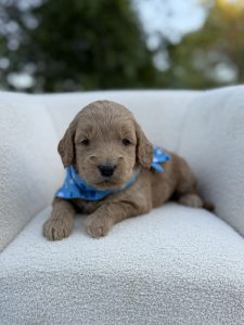 Blue Bandana Girl- English Cream Medium F1