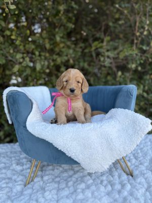 Hot Pink Girl - Medium F1