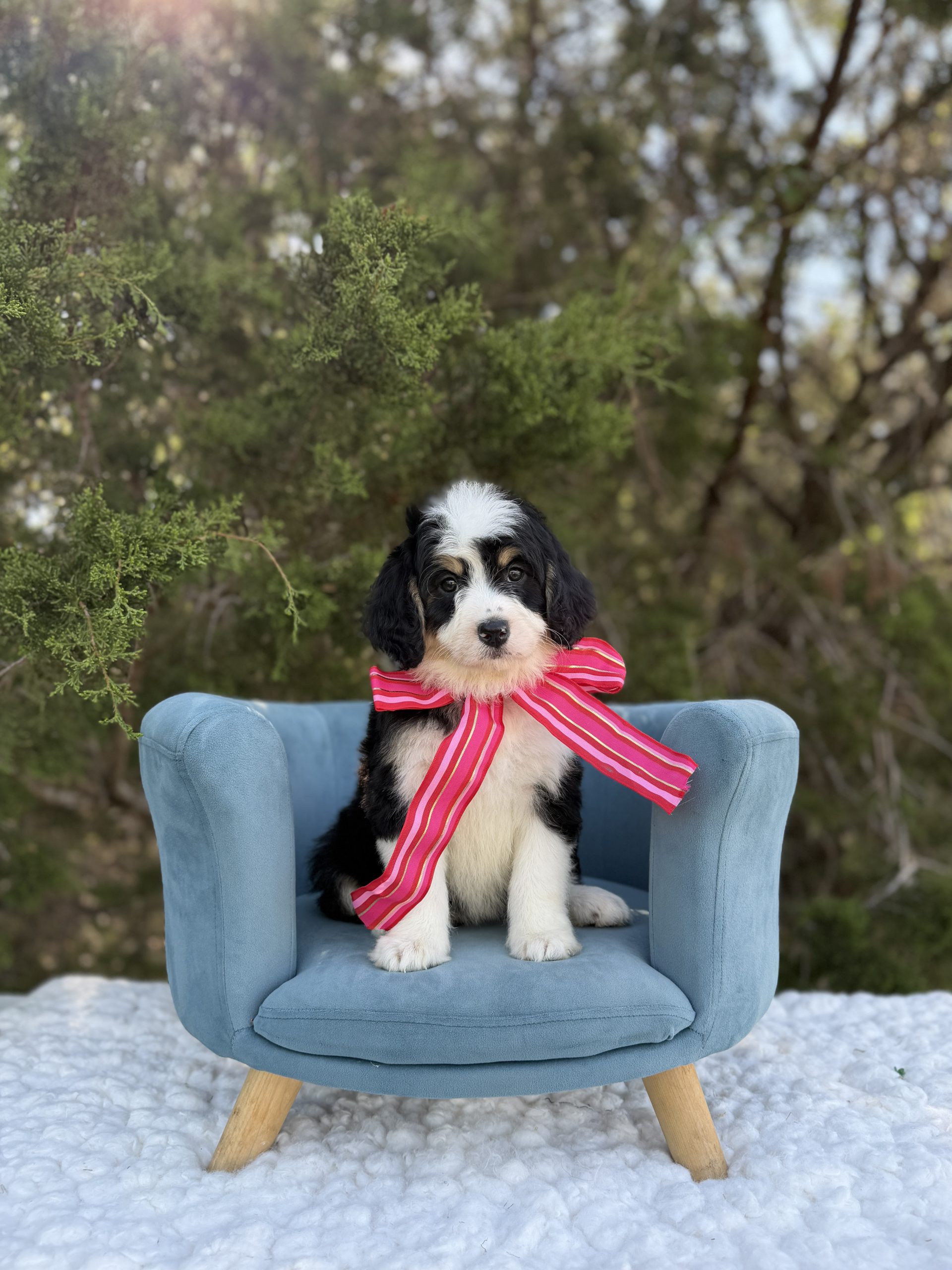 Hot Pink Bernedoodle Girl-  Medium F1 Bernedoodle