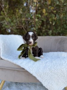 Chocolate Bernedoodle Boy- Mini F1B