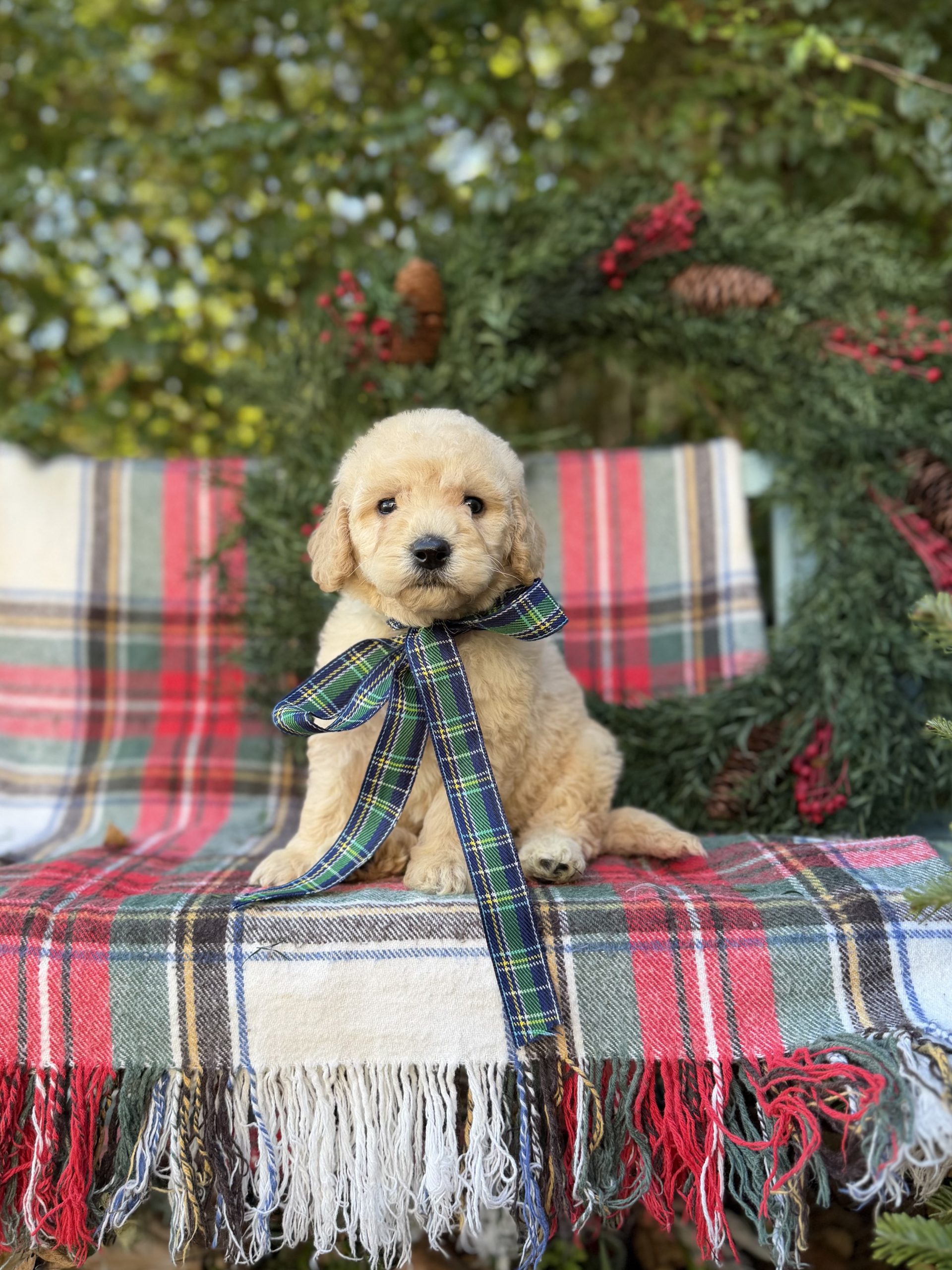 Green Plaid Boy-  Mini F1B