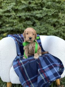 Green Ribbon Boy- English Cream Medium F1