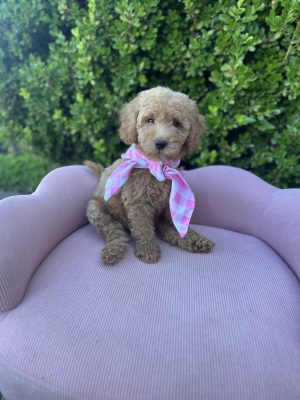 Pink Checkered Scarf Girl - English Cream Mini F1B