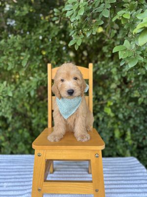 Light Green Bandana Boy - English Cream Mini F1B