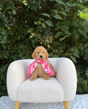 Pink Scarf Girl - English Cream Mini F1B
